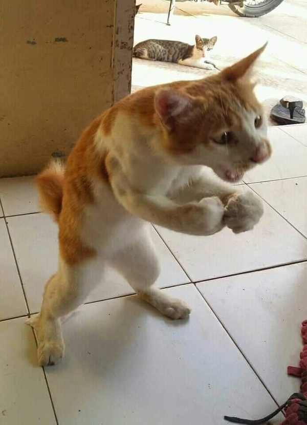 meme đấm nhau hài
