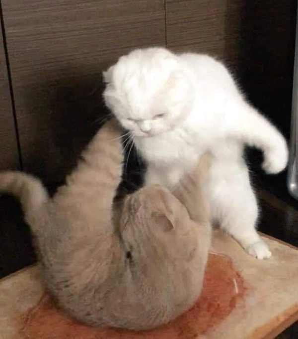 meme đánh nhau buồn cười