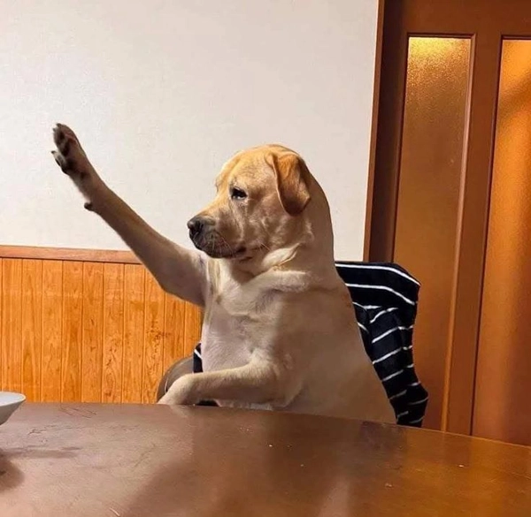 meme dog giơ tay