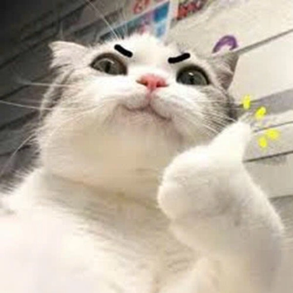 meme động vật giơ tay