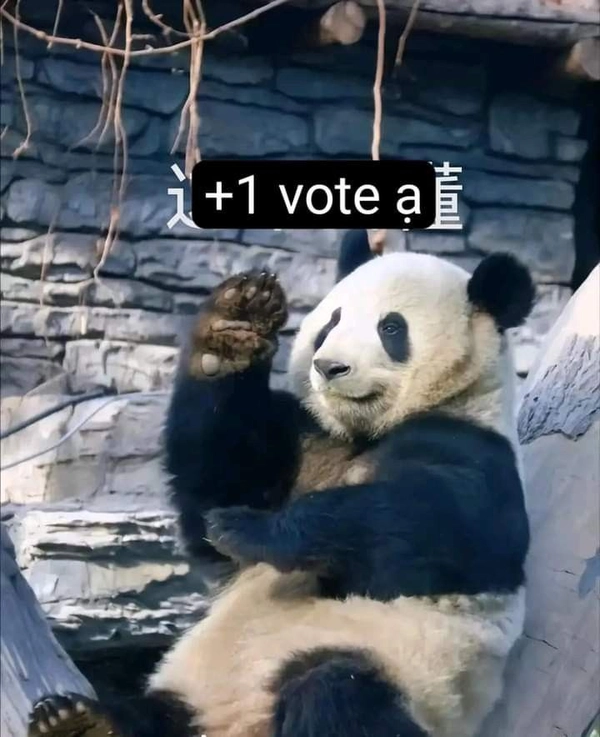 meme gấu trúc bựa weibo