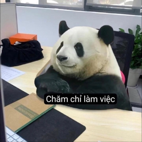 meme gấu trúc bựa