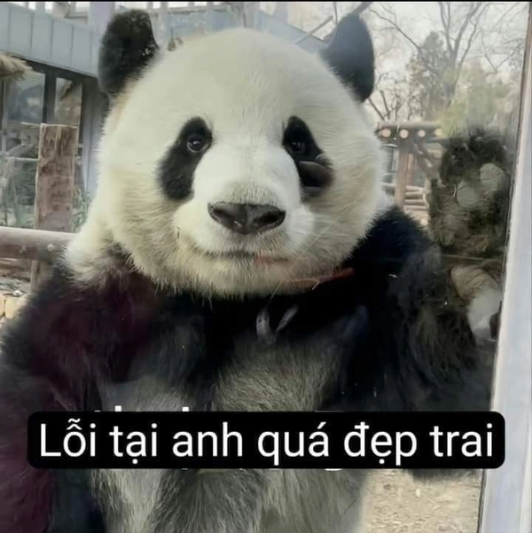 meme gấu trúc cáo từ