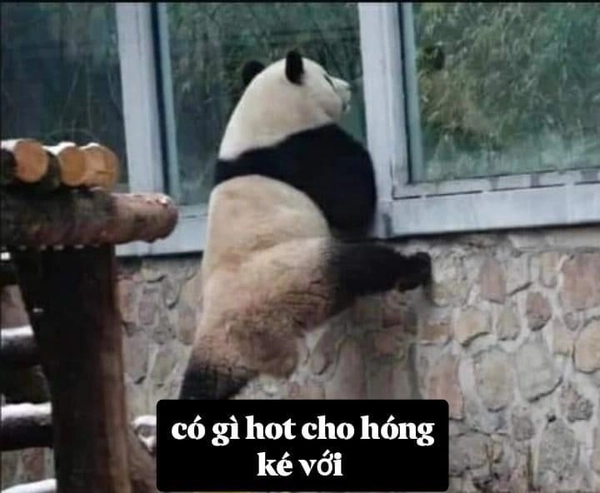 meme gấu trúc cute