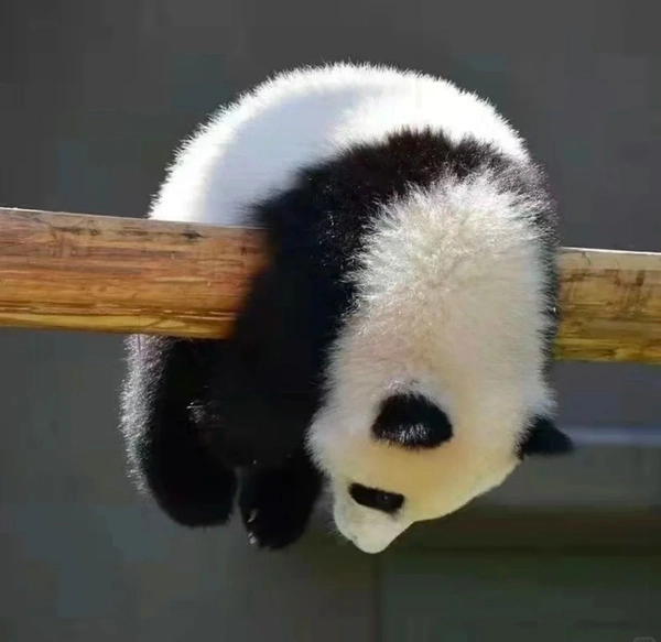meme gấu trúc khó đỡ