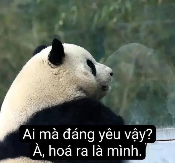 meme gấu trúc mắt thâm
