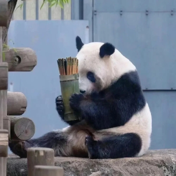 meme gấu trúc ngầu