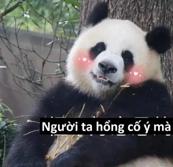 meme gấu trúc troll face