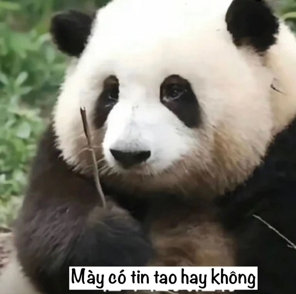 meme gấu trúc trung quốc