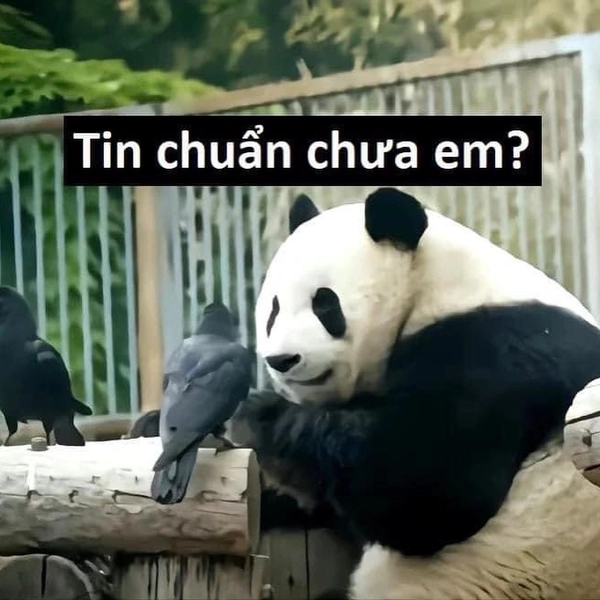 meme gấu trúc vui vẻ