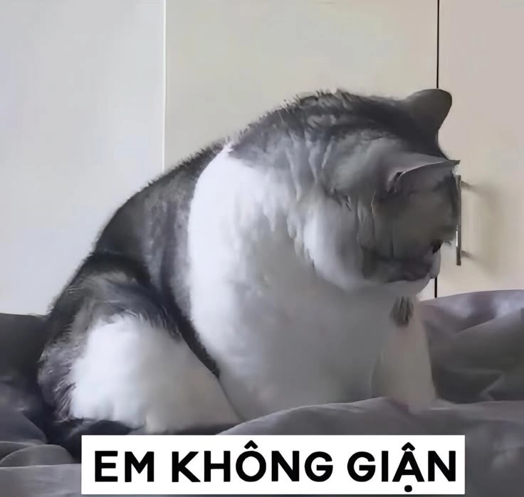 meme giận dỗi cute