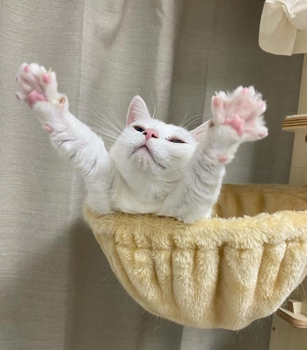 meme giơ tay nhận lỗi nhận công cực vui nhộn