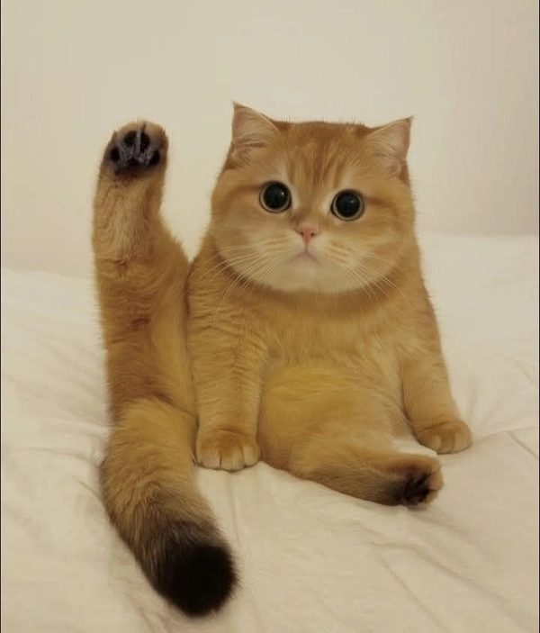 meme giơ tay