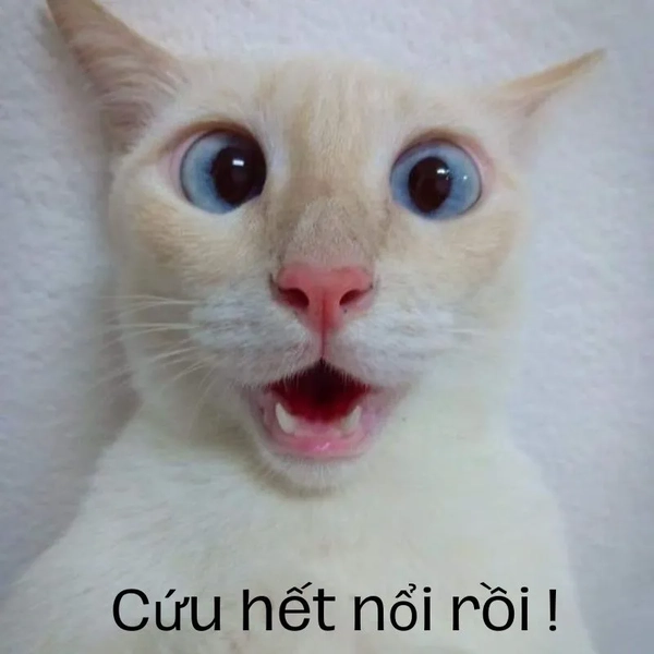 meme hết thuốc chữa