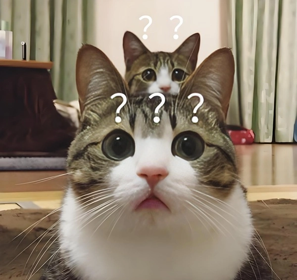 meme khó hiểu hỏi chấm