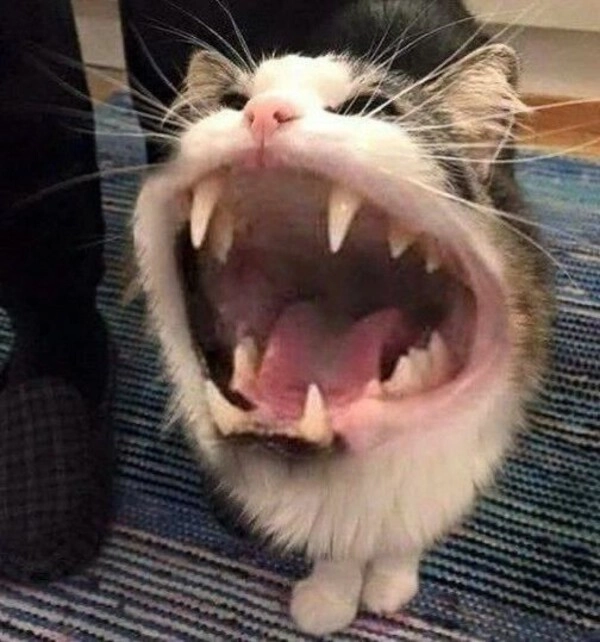 meme khó hiểu quá