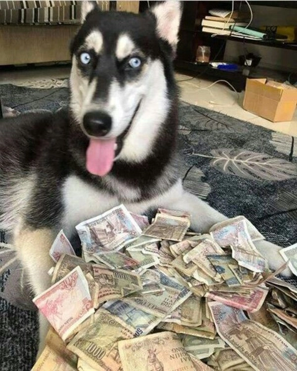 meme không còn đồng nào