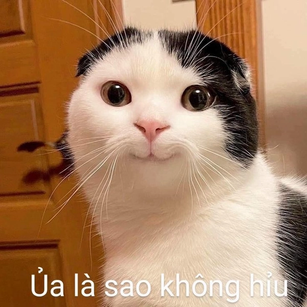 meme không hiểu nổi