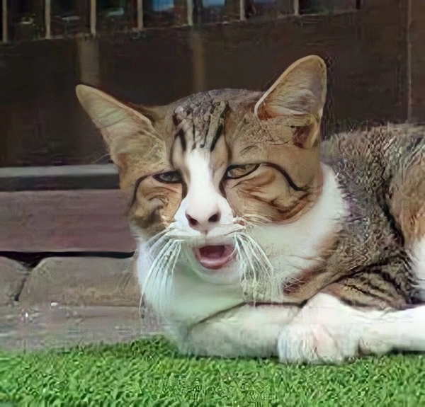 meme không sợ