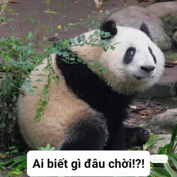 meme kiểu ai biết gì đâu