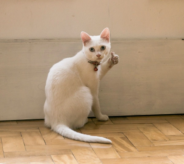 meme like buồn cười