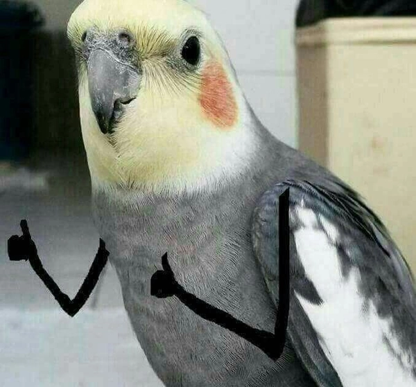 meme like dễ thương