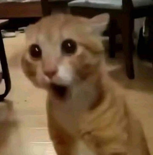 meme mặt không hiểu