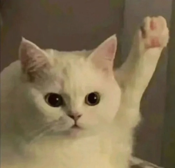 meme mèo bựa giơ tay