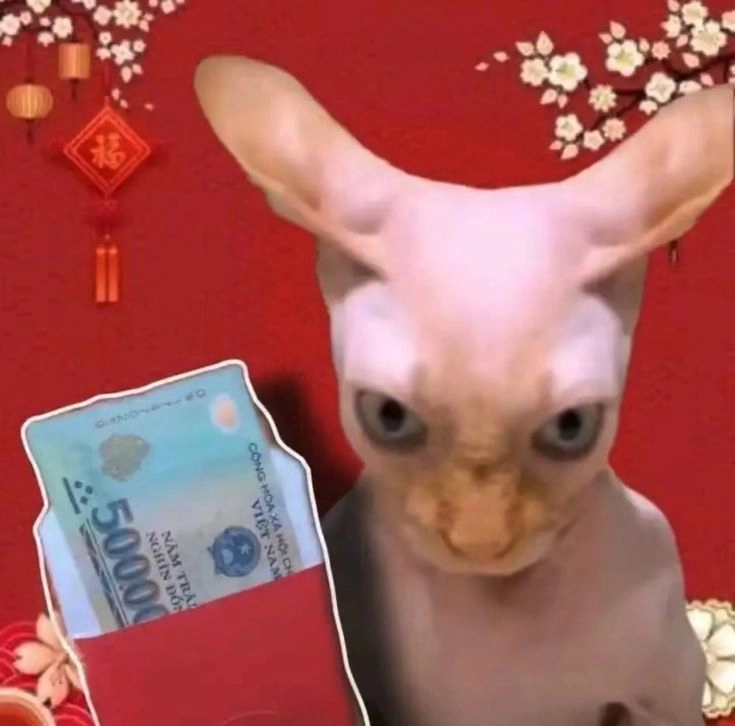 meme mèo bựa tết