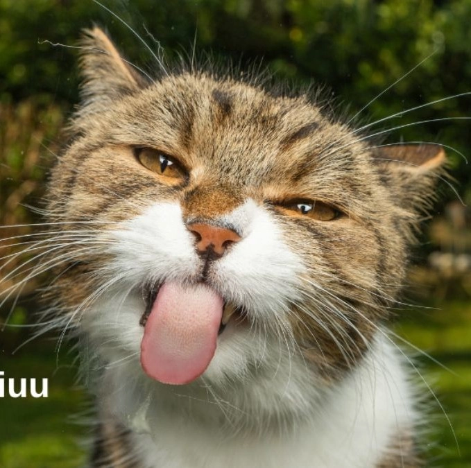 meme mèo bựa troll