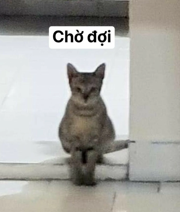 meme mèo chờ đợi