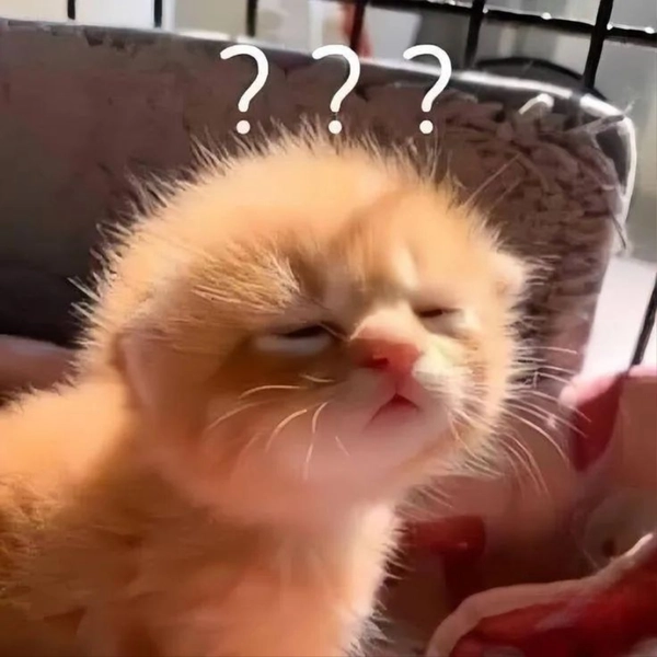 meme mèo con hỏi chấm