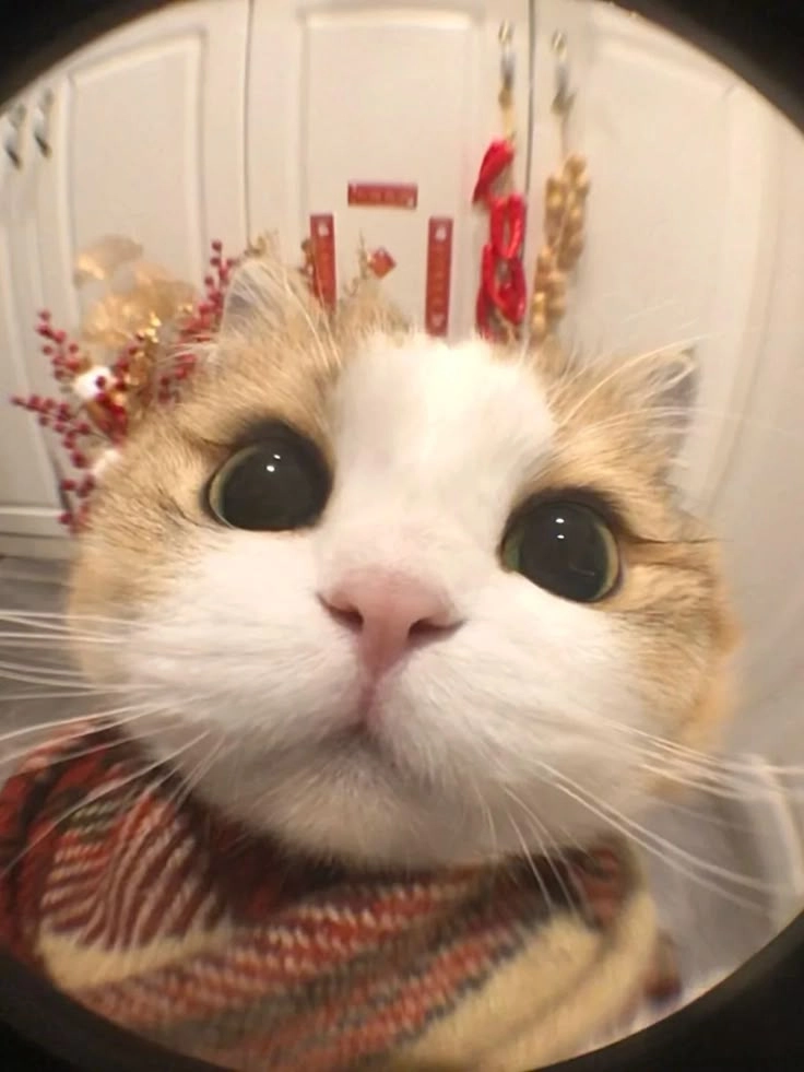 meme mèo cute cosplay tết