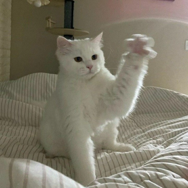 meme mèo cute giơ tay