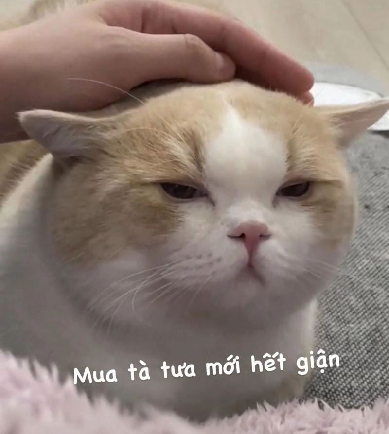 meme mèo dỗi bất lực