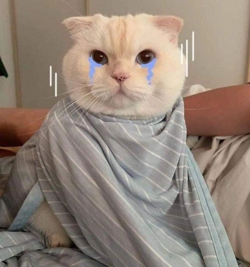 meme mèo dỗi buồn