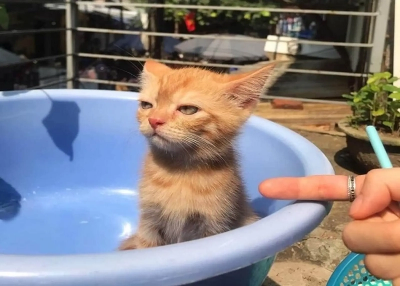 meme mèo dỗi chất chơi