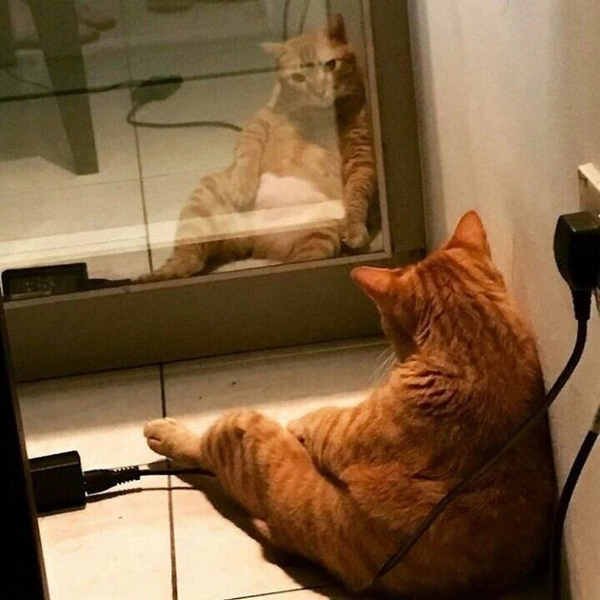 meme mèo đợi crush rep