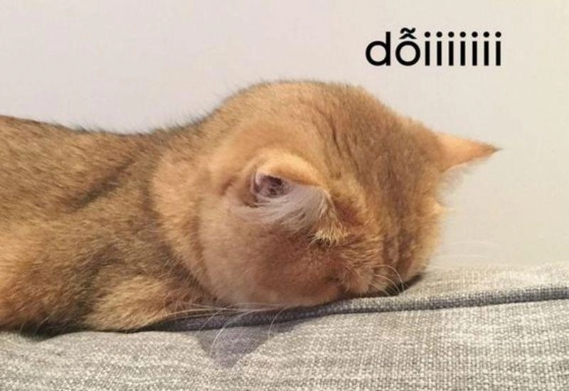 meme mèo dỗi dễ cưng