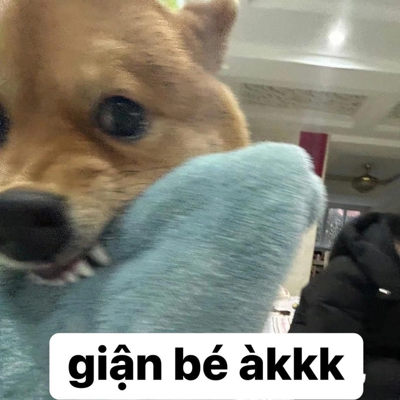 meme mèo dỗi hài