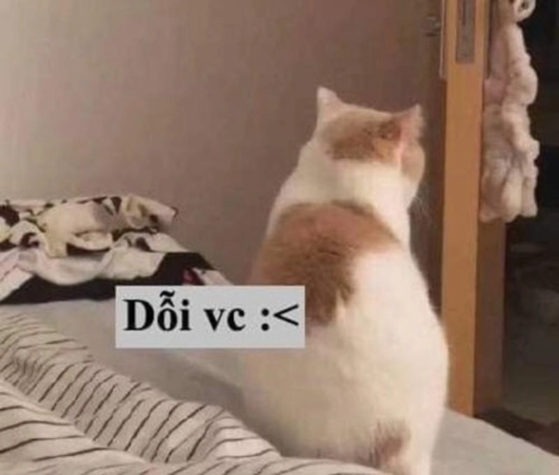 meme mèo dỗi khó chịu