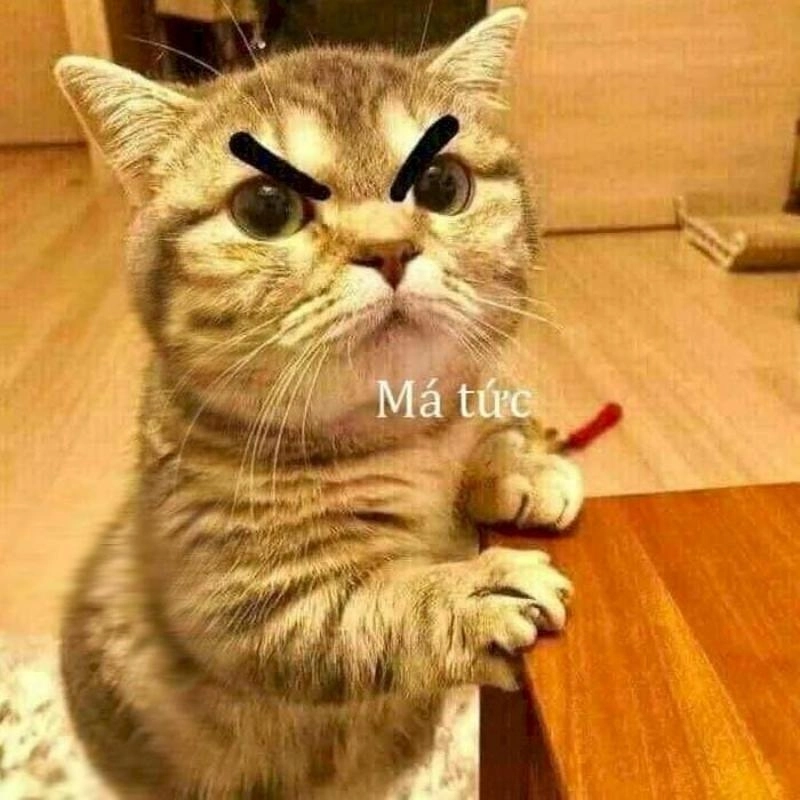 meme mèo dỗi khóc