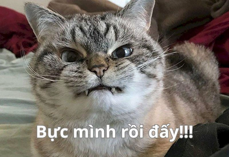 meme mèo dỗi lém lỉnh