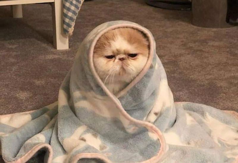 meme mèo dỗi ngộ nghĩnh