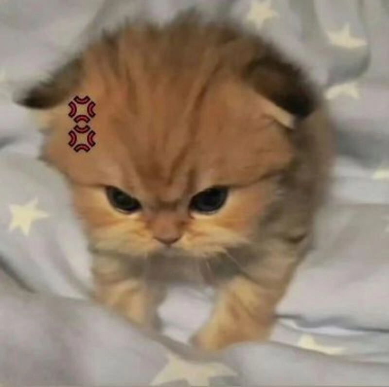 meme mèo dỗi