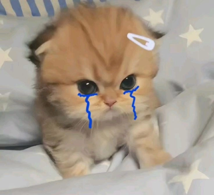 meme mèo giận dỗi