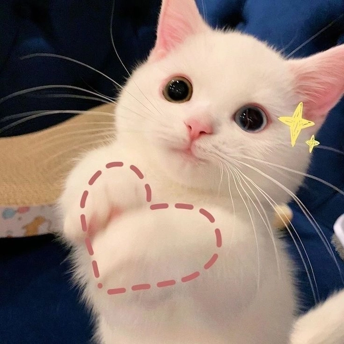 meme mèo hài hước với gương mặt siêu ngộ nghĩnh