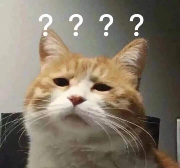 meme mèo hỏi chấm hài