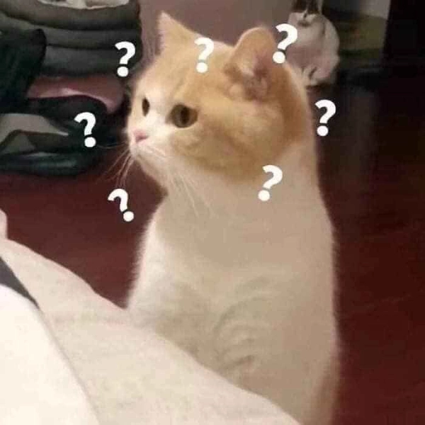 meme mèo hỏi chấm hay