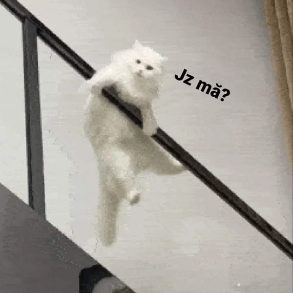 meme mèo không hiểu